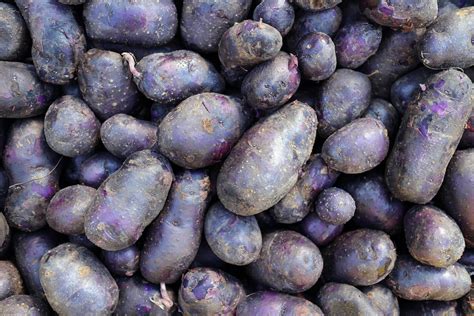 purple potato lv|purple potato varieties.